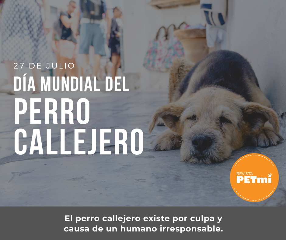 Día Mundial Del Perro Callejero-compressed