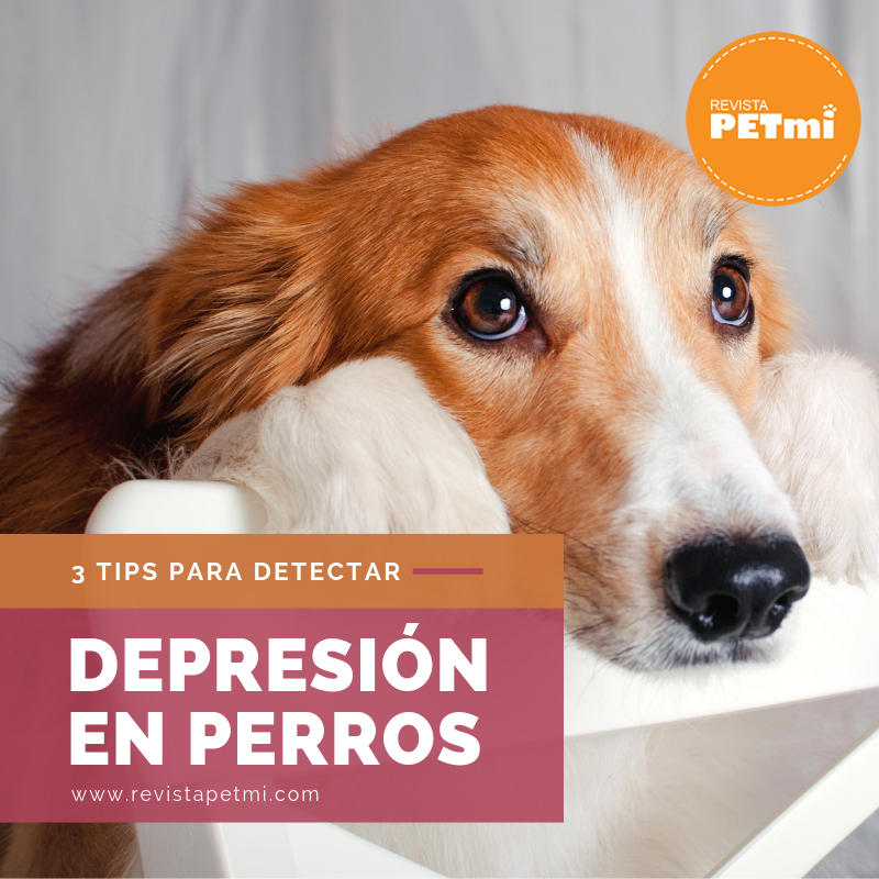 3 Tips para detectar la depresión en perros