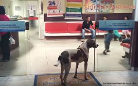 Perrito espera fiel a su dueña