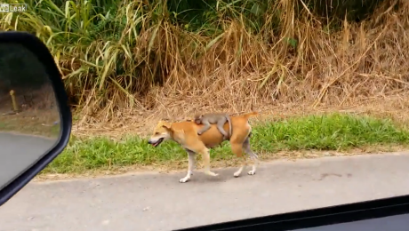 Perra cuida de cría de mono