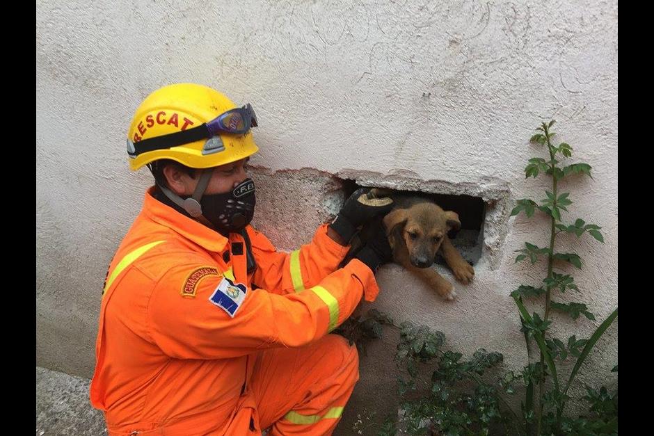 Perro queda atrapado