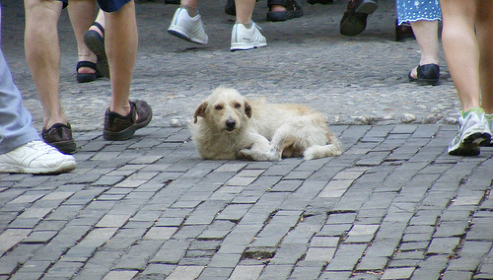maltratadores de mascotas