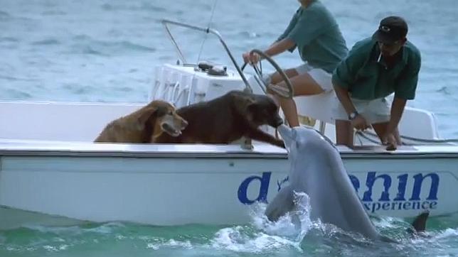 tierno beso entre un perro y un delfín