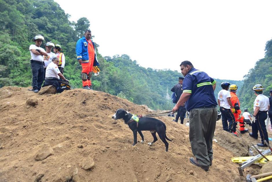 Placo el perro rescatista