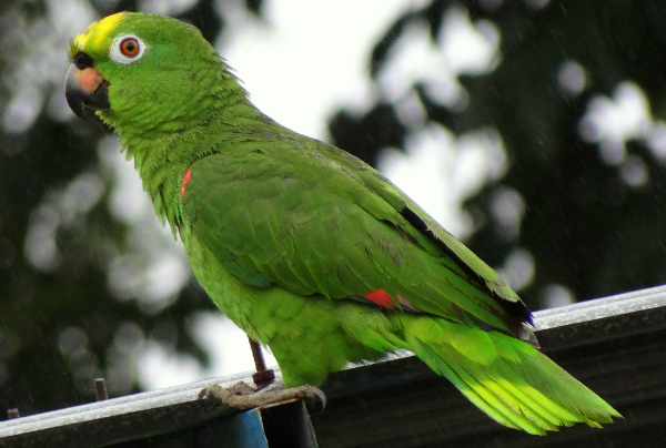 Tenencia loros y pericas