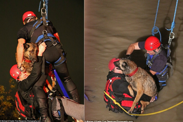 conmovedora reacción de un perro al ser rescatado