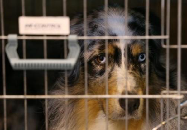 Chicago prohíbe venta de cachorros