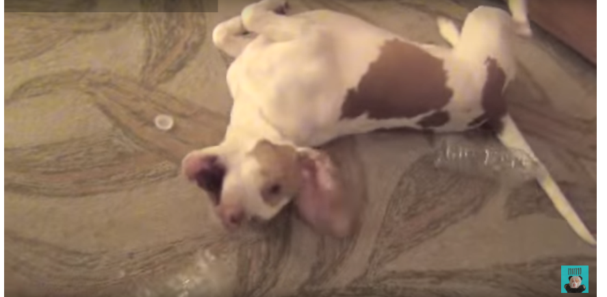 Perro recibe montaña de botellas