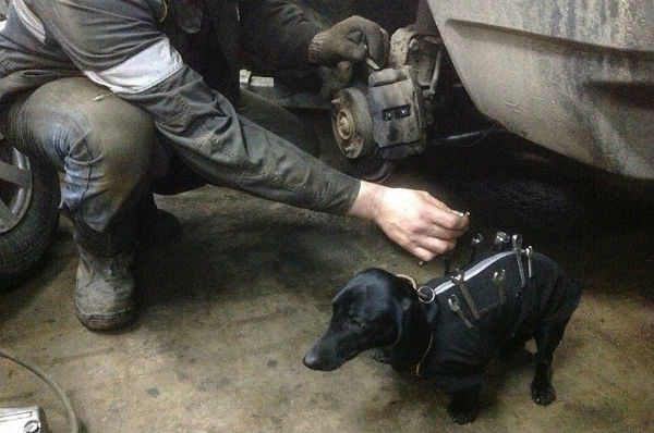 salchicha es asistente de mecanica