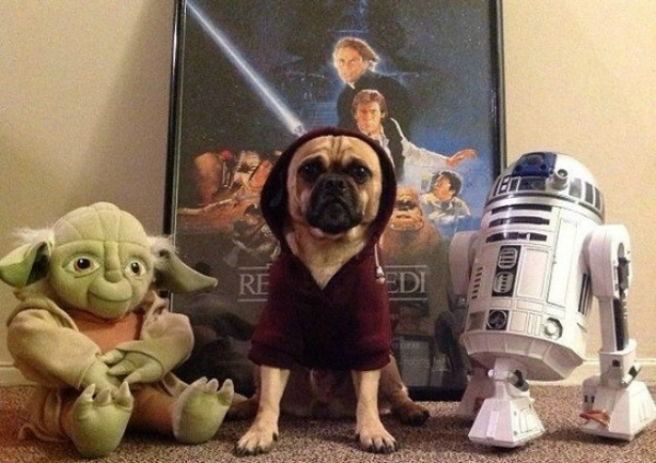 mascotas celebran el estreno de Star Wars