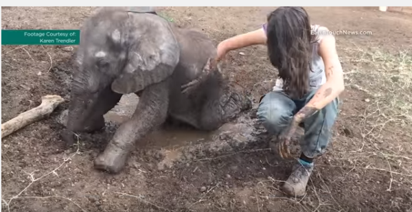 Elefante supera rechazo