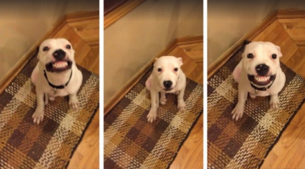 Perro rescatado que sonríe