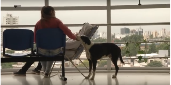 Perro espera a su dueño fallecido