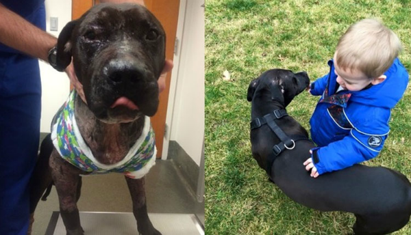 Pitbull obligado a pelear