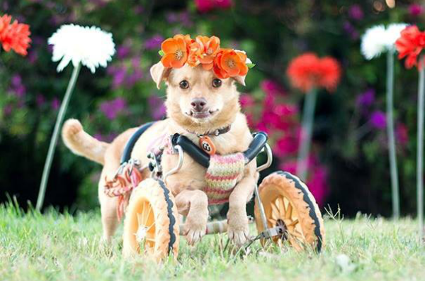 perrita encuentra dueña