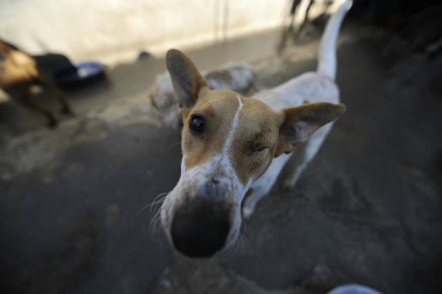 Bienestar animal en Guatemala
