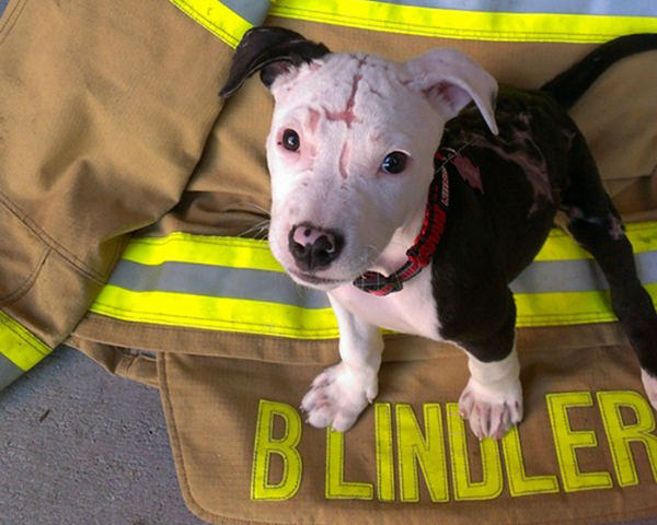 perro rescatado de incendio