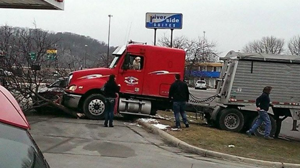conducido por un perro