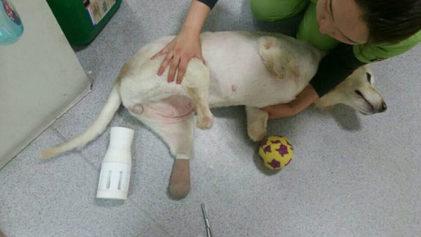 perro pierde sus cuatro extremidades