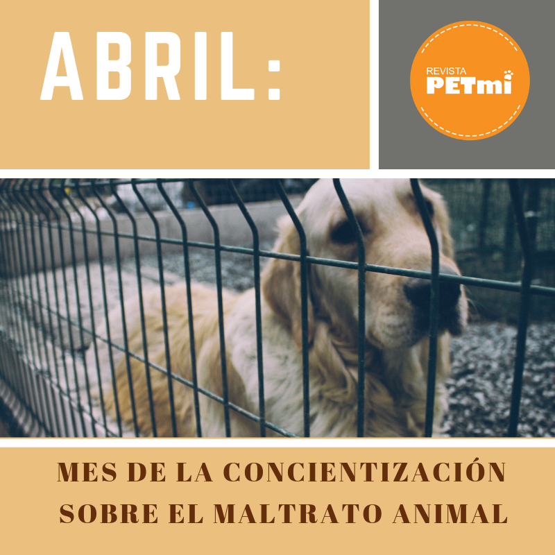 Abril: mes de concientización sobre el maltrato animal
