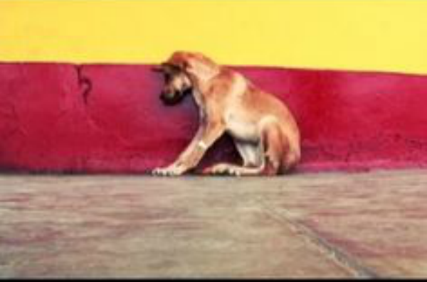 concientización sobre el maltrato animal