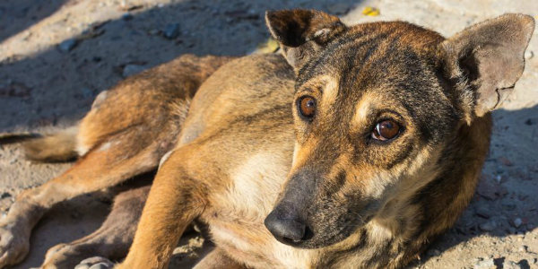 Alerta por muerte de perros