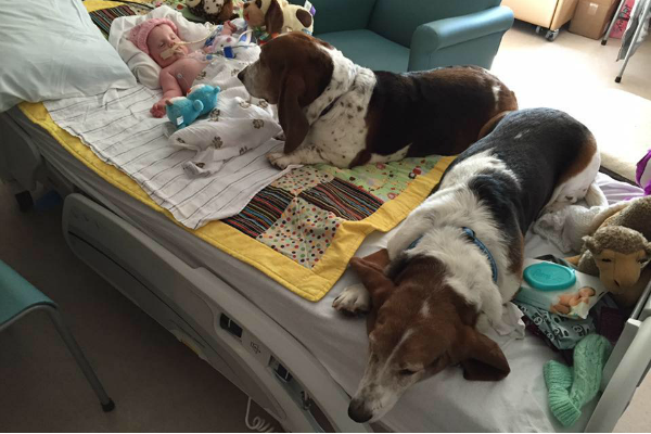 perros se niegan a abandonar a su pequeña ama