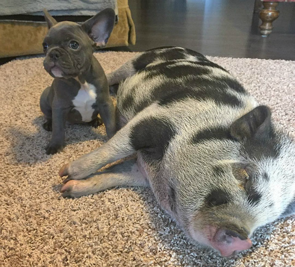 Cerdito y Bulldog Francés