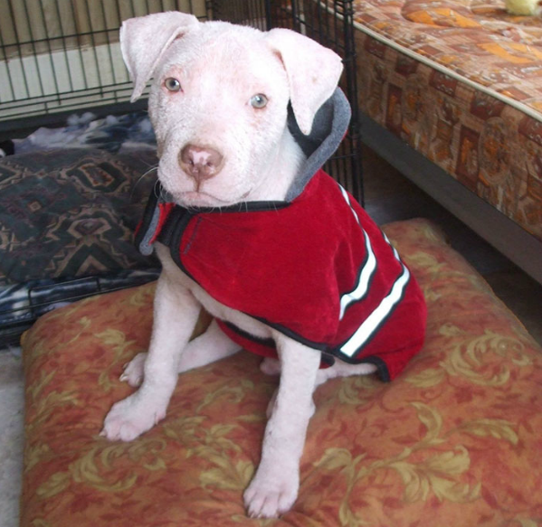 Rescatador de cachorro pitbull