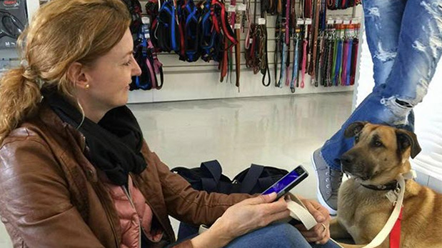 azafata adopta perro