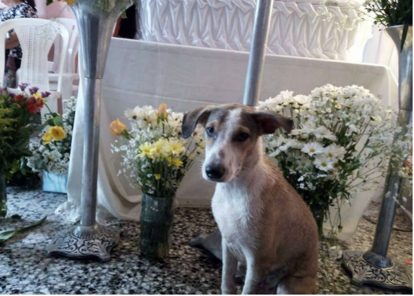 Perrito fiel acompaña a su pequeño dueño hasta su hora final