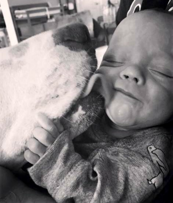 Perro adoptado se enamora locamente de su nueva hermanita bebe