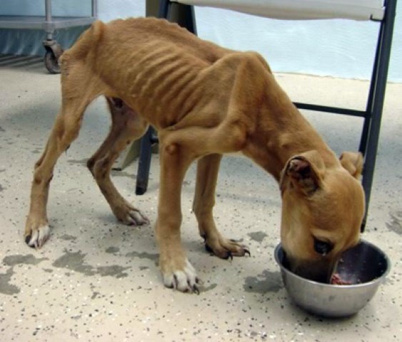 crisis en Venezuela afecta a perros y gatos