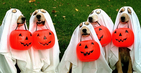 15 ideas para disfrazar a tu mascota en Halloween