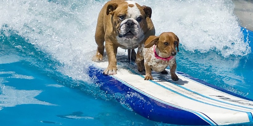 perros surfistas