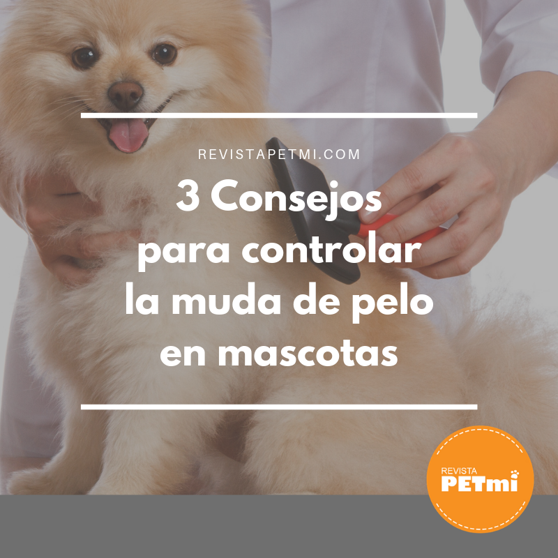 3 Consejos para controlar la muda de pelo en mascotas (1)