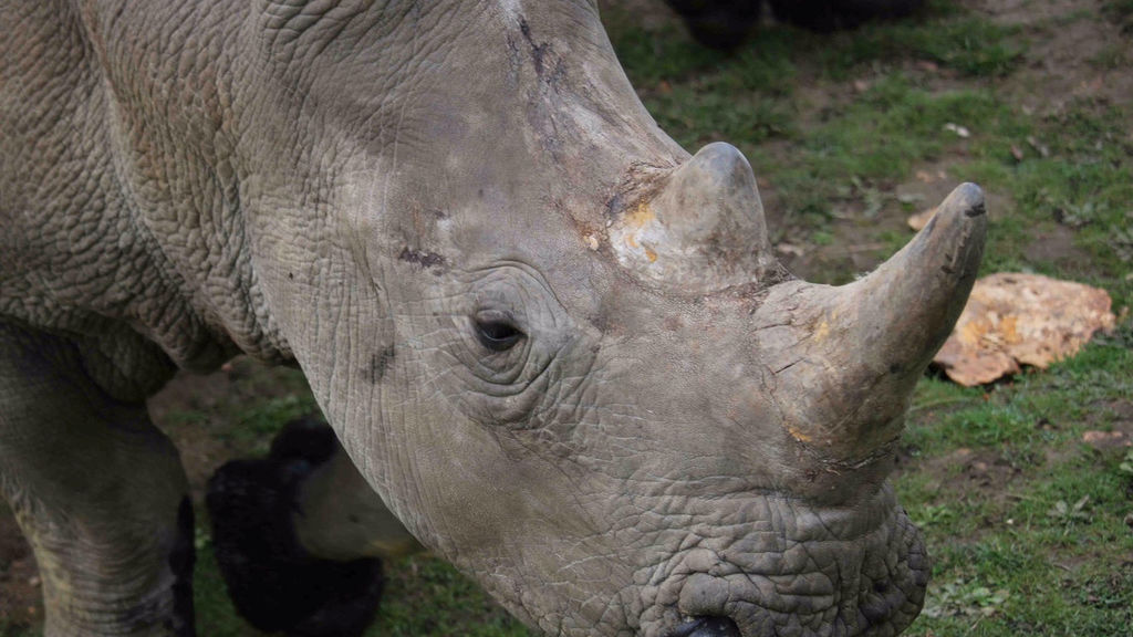 rinoceronte 2