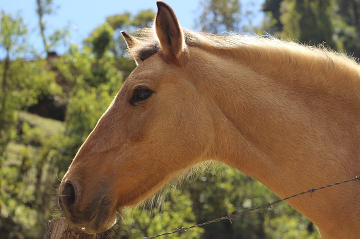Equinos en Guatemala 1