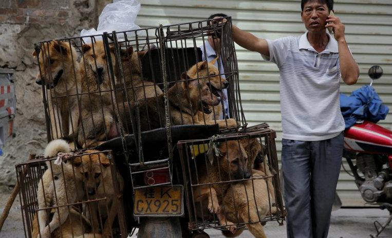 Taiwán prohíbe el consumo de carne de perro y gato