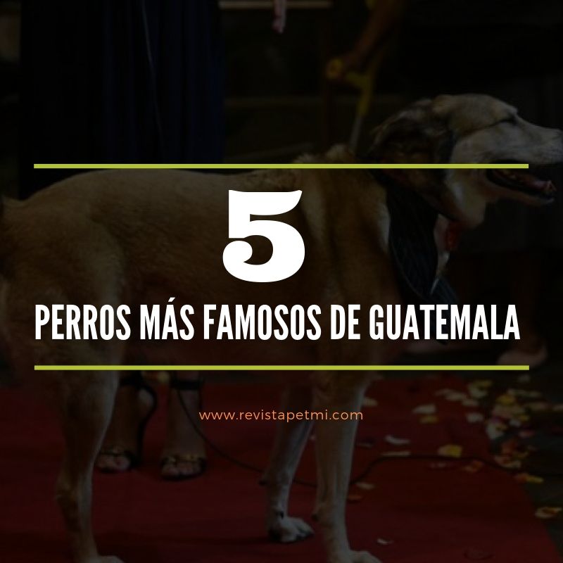 Los 5 perros más famosos de Guatemala