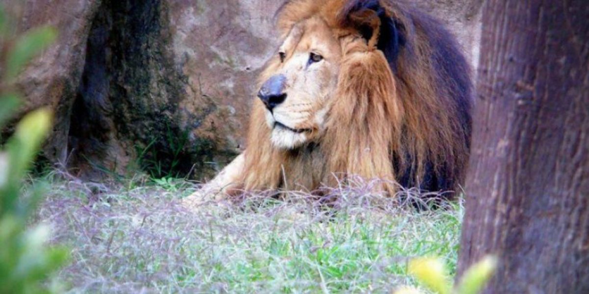 leono el rey de la selva 1