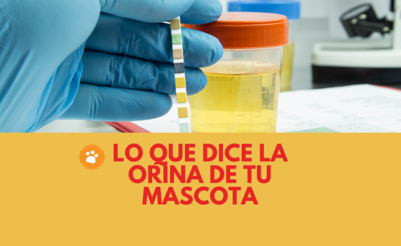 Lo que dice la orina de tu mascota