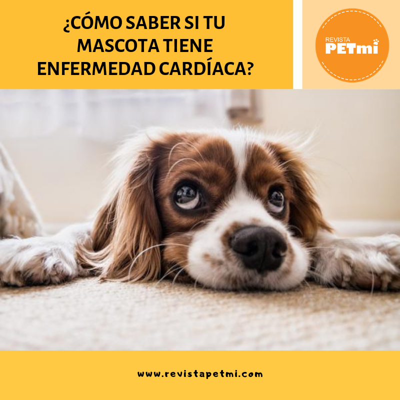 ¿Cómo saber si tu mascota tiene enfermedad cardíaca?