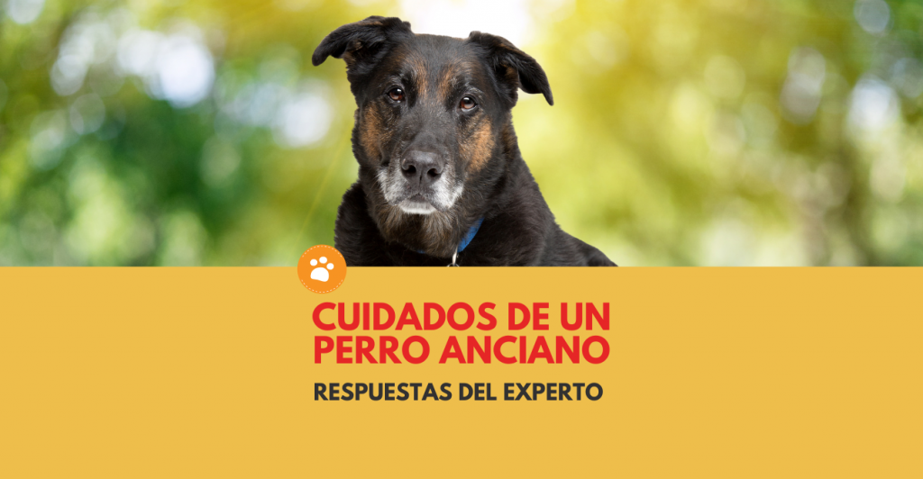Cuidados de un Perro Anciano