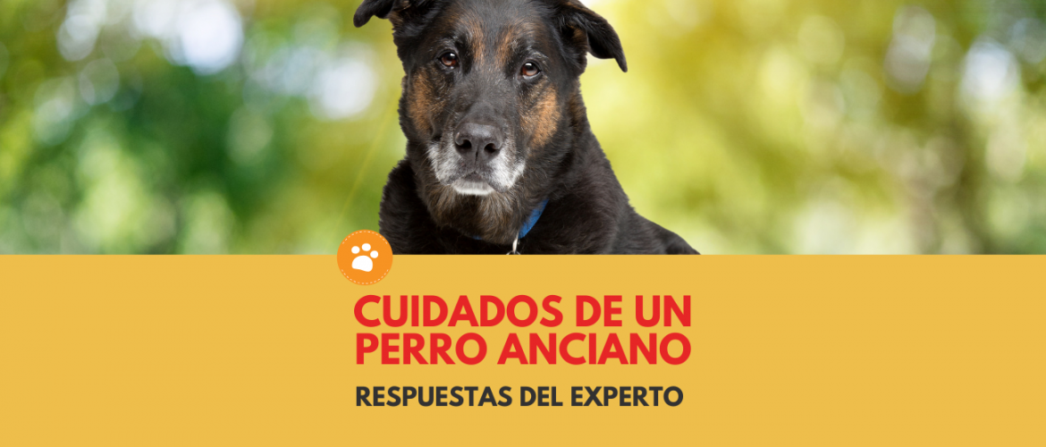 Cuidados de un Perro Anciano