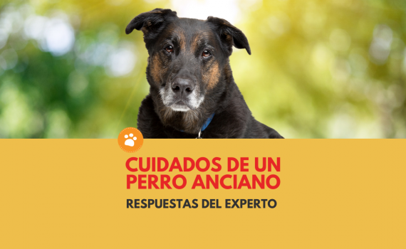 Cuidados de un Perro Anciano