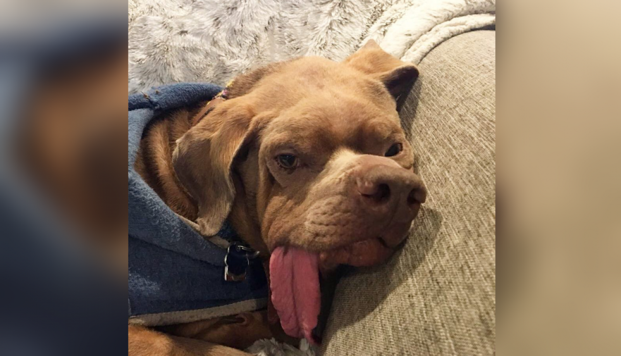 Murray-el-perro-abandonado-por-su-extraña-enfermedad