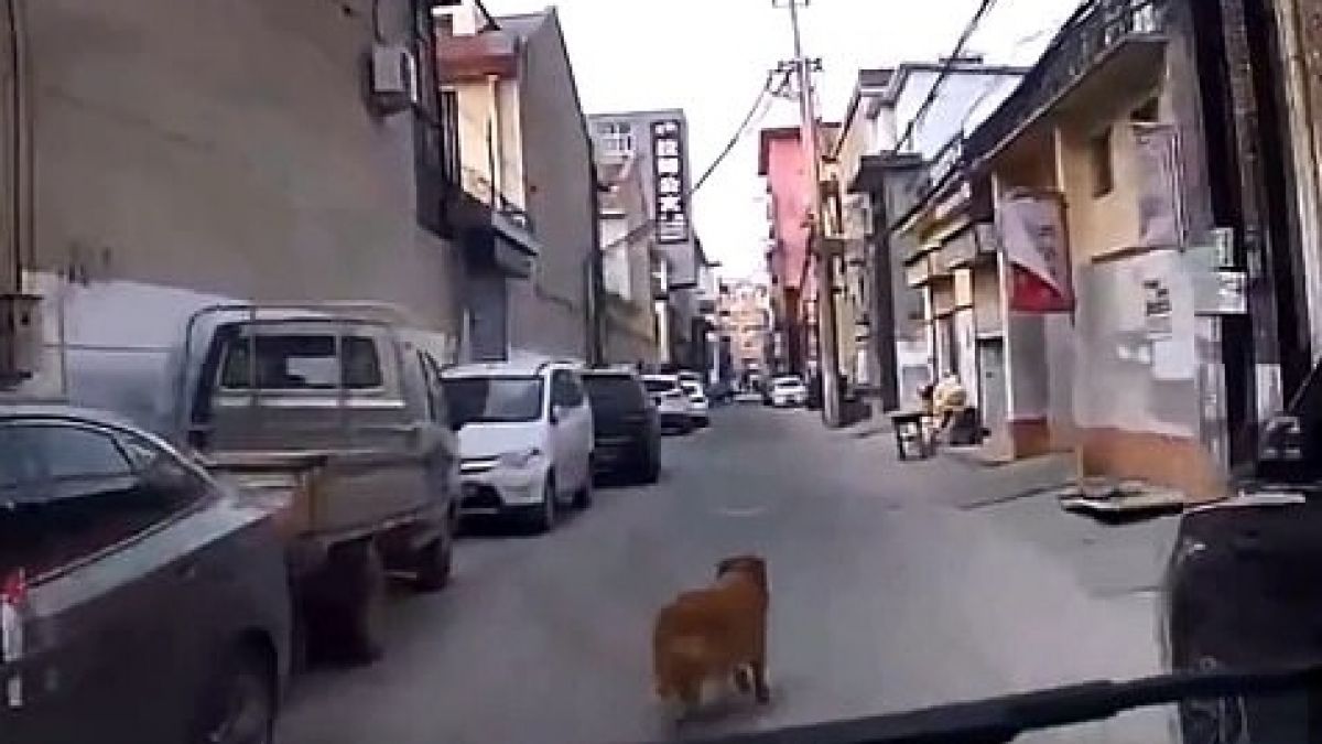 Golden guía una ambulancia