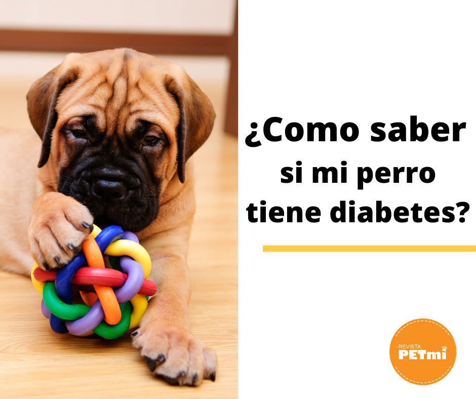 ¿Como saber si mi perro tiene diábetes?