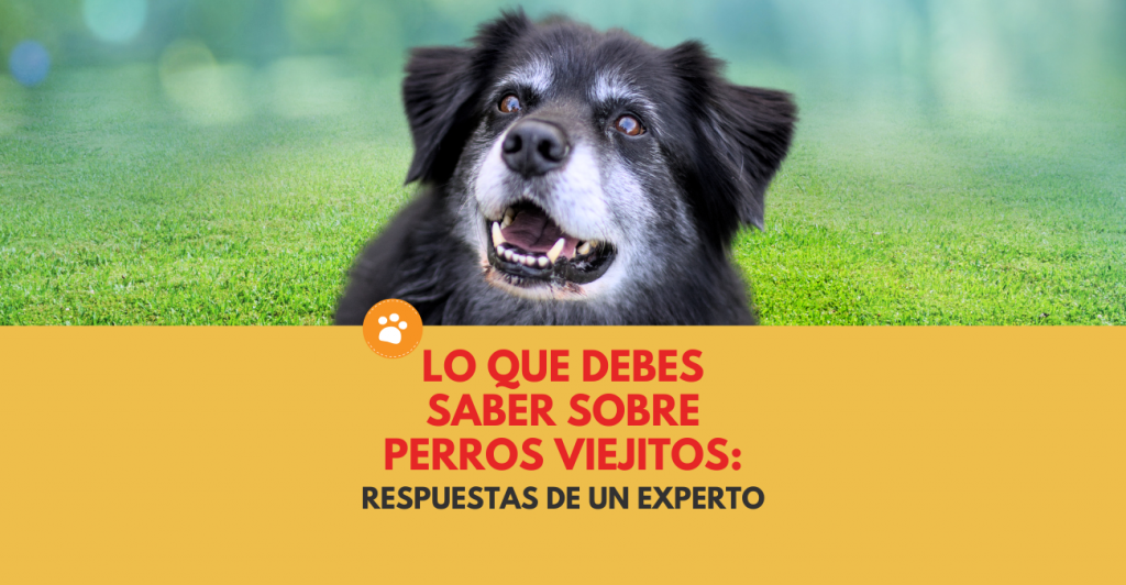 Lo que debes saber sobre perros viejitosRespuestas de un experto